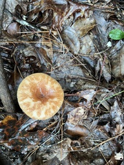 Lactifluus hygrophoroides