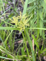 Cyperus