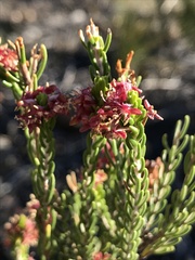 Passerina