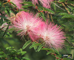Calliandra selloi