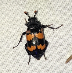 Nicrophorus