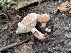 Lactarius quietus