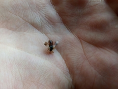 Ripiphorus subdipterus