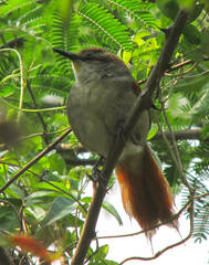 Certhiaxis cinnamomeus