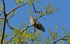 Patagioenas picazuro