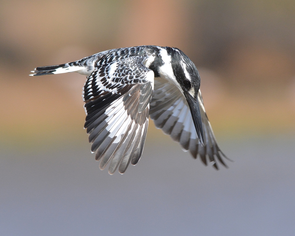Water Kingfishers