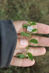 Evolvulus nummularius