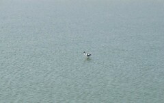 Recurvirostra avosetta