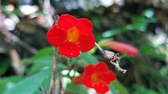 Achimenes heterophylla