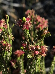 Passerina