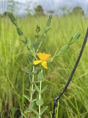 Hypericum tetrapetalum