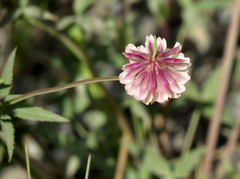 Trifolium productum