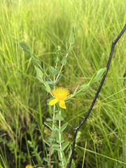 Hypericum tetrapetalum
