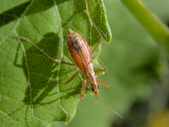 Nabis limbatus