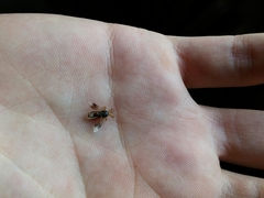 Ripiphorus subdipterus