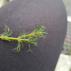 Ceratophyllum