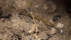 Eurycea longicauda