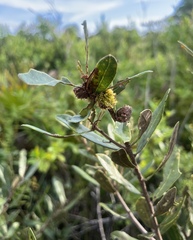 Andricus quercusfoliatus
