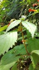 Achimenes heterophylla