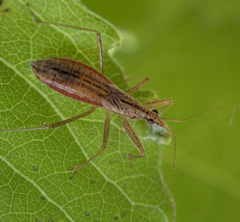Nabis limbatus