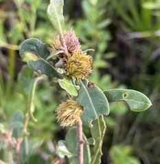 Andricus quercusfoliatus