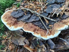 Heterobasidion annosum