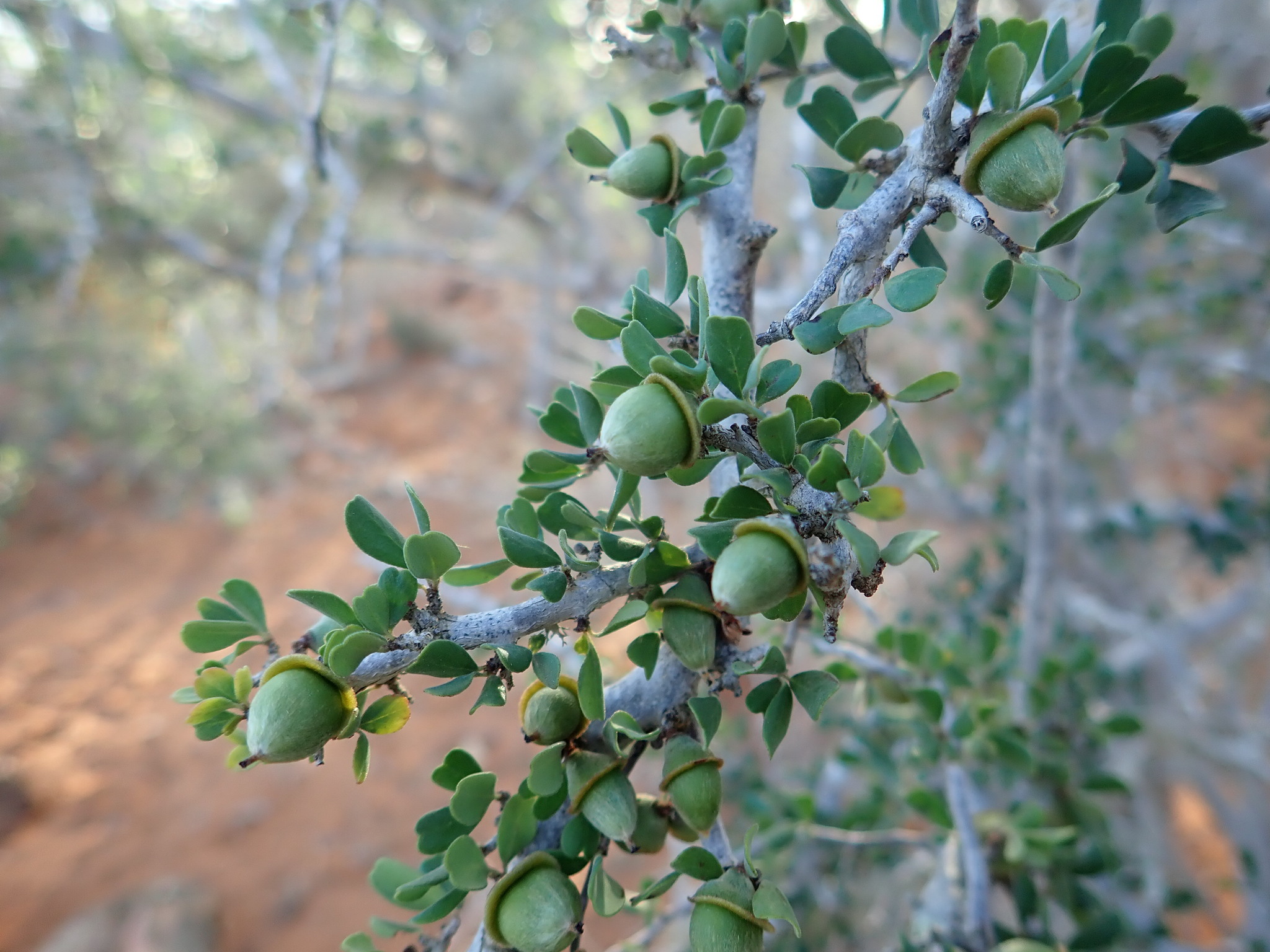 Diospyros manampetsae