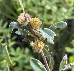 Andricus quercusfoliatus