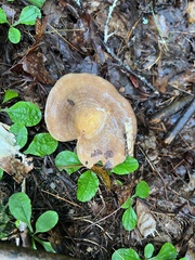 Lactarius argillaceifolius