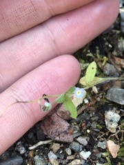 Trigonotis peduncularis