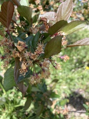 Prunus cerasus