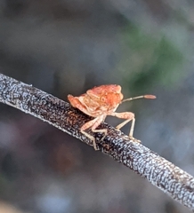 Coreoidea
