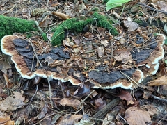 Heterobasidion annosum