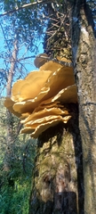 Laetiporus
