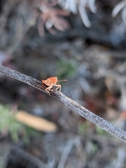 Coreoidea