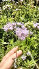 Conoclinium dissectum