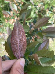 Prunus cerasus