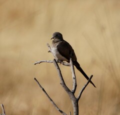 Oena capensis capensis