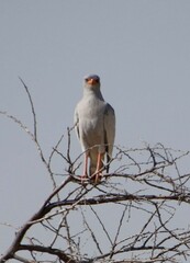 Melierax canorus argentior
