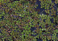 Salvinia minima