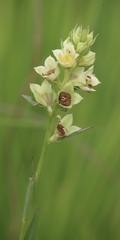 Ludwigia suffruticosa