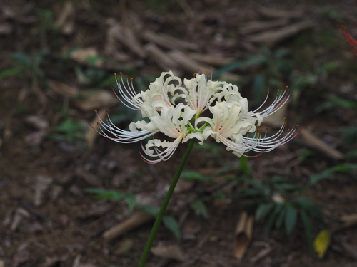 hurricane lilies (Genus Lycoris) · iNaturalist