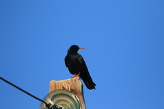 Pyrrhocorax pyrrhocorax