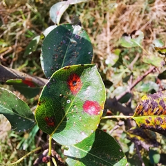 Gymnosporangium sabinae