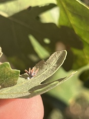 Cynips quercusechinus