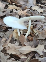 Amanita bisporigera