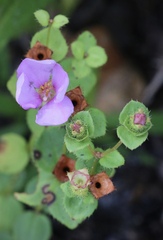 Rhexia nuttallii