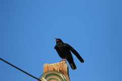 Pyrrhocorax pyrrhocorax