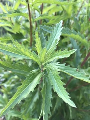 Nidorella ivifolia