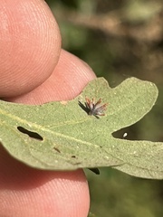 Cynips quercusechinus